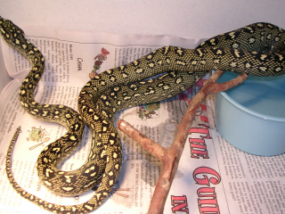 male#10