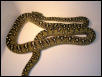 Male#9
