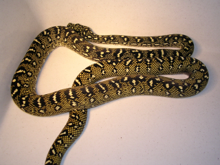 Male#9