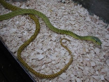 mamba