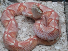 albino acutus