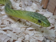 mamba