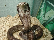 haje