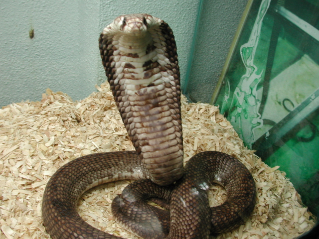 haje