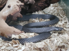 papuan black