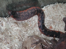 collett's snake