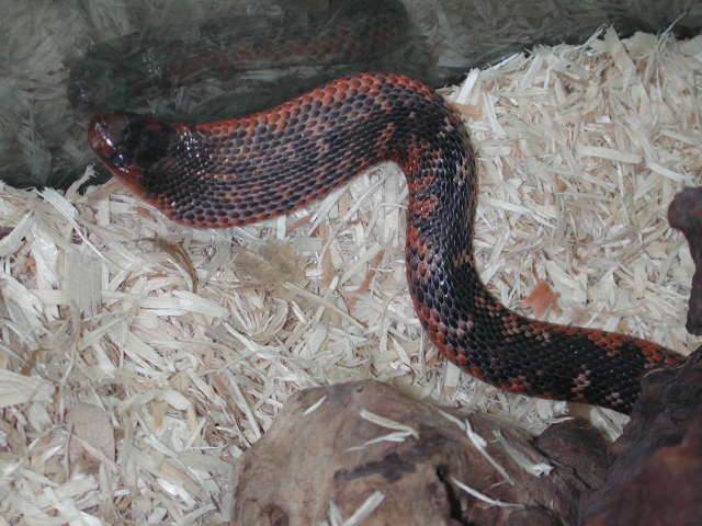 collett's snake