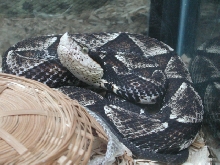 acutus