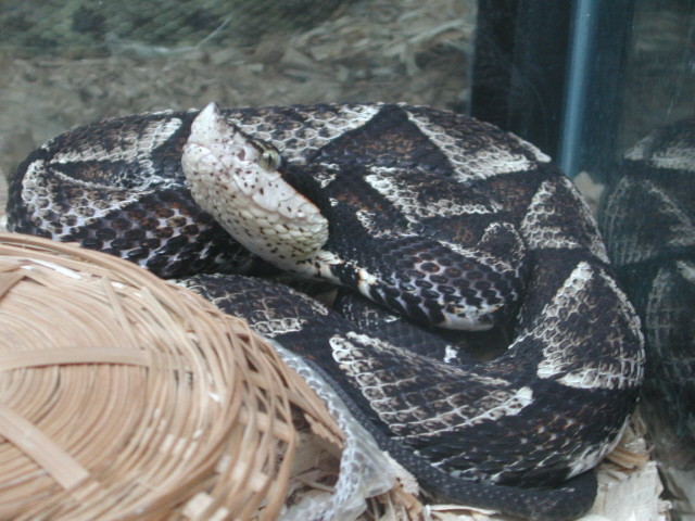acutus