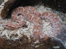 albino mamushi