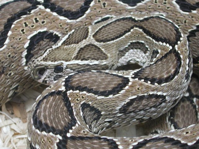 russelli russelli