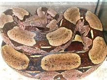 guyana