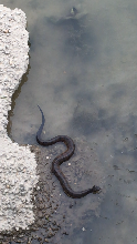 What kind of snake is this?
