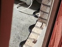 Black Kingsnake?