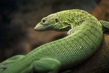 Green Tree Monitor