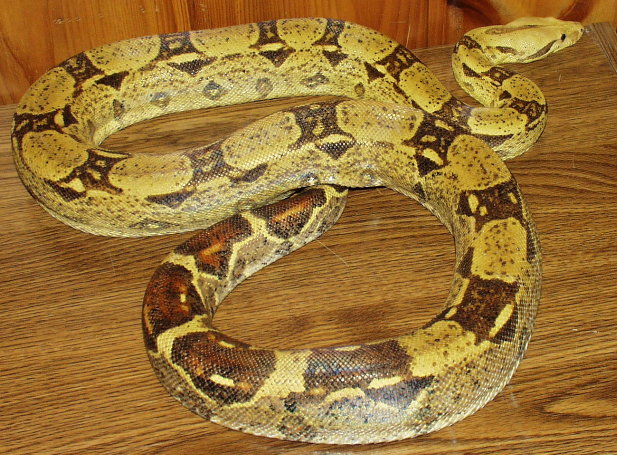 Pretty Yellow Snake