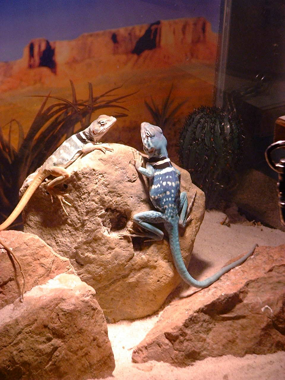 Ziggy and Topaz