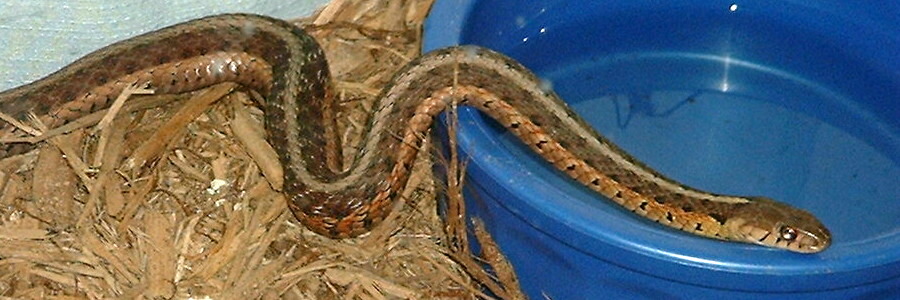Eastern garter