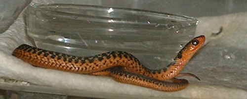 Speckled Flame garter 1