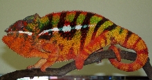 Sambava Male