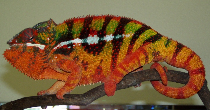 Sambava Male