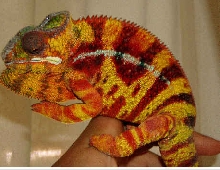 Sambava Panther Chameleon (Santino)