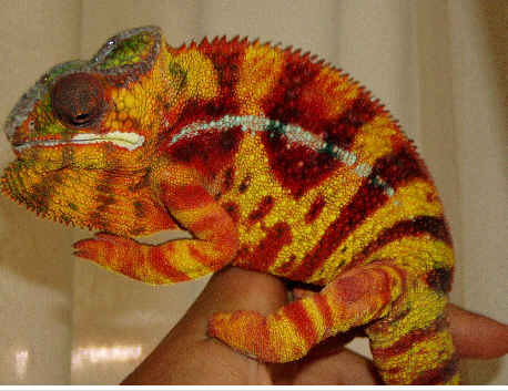 Sambava Panther Chameleon (Santino)