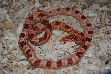 Lilith