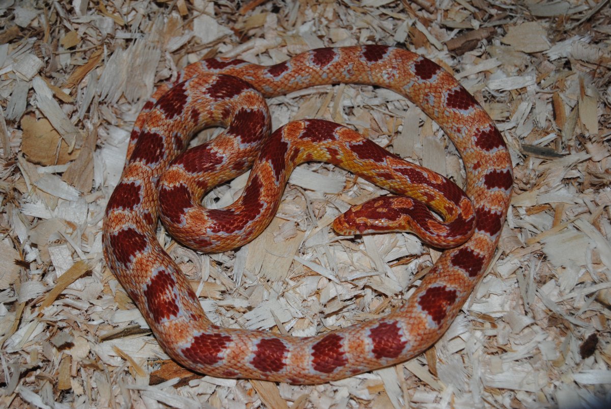 Lilith