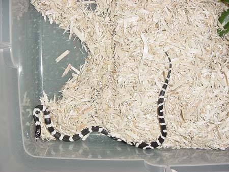 BW Banded Cali