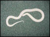 Albino-Banded-M
