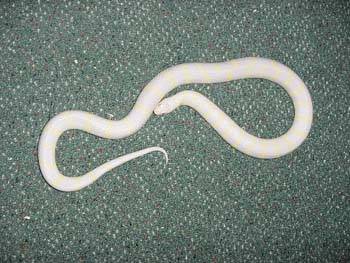 Albino-Banded-M