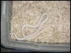 Albino-Striped
