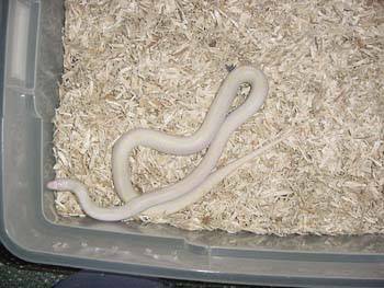 Albino-Striped