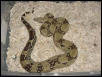 Noah the Boa
