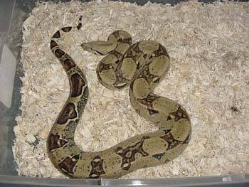 Noah the Boa