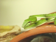 Ahaetulla prasina