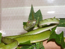 Ahaetulla prasina