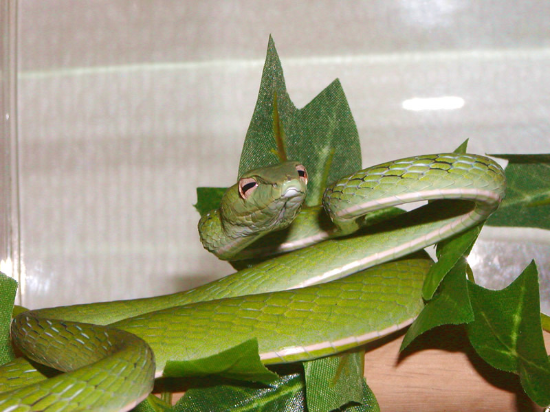 Ahaetulla prasina