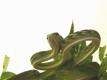 Ahaetulla prasina
