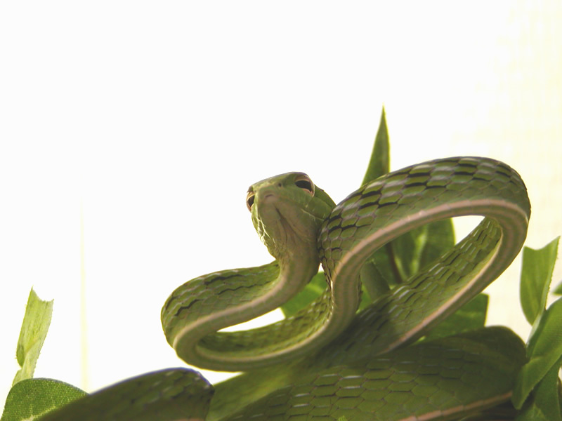 Ahaetulla prasina