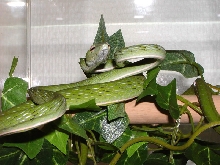 Ahaetulla prasina