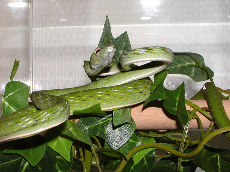 Ahaetulla prasina