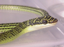 Chrysopelea ornata