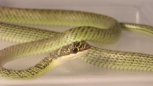 Chrysopelea ornata