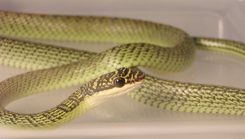 Chrysopelea ornata
