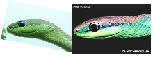 comparison of a philodryas sp