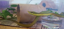 Philodryas baroni