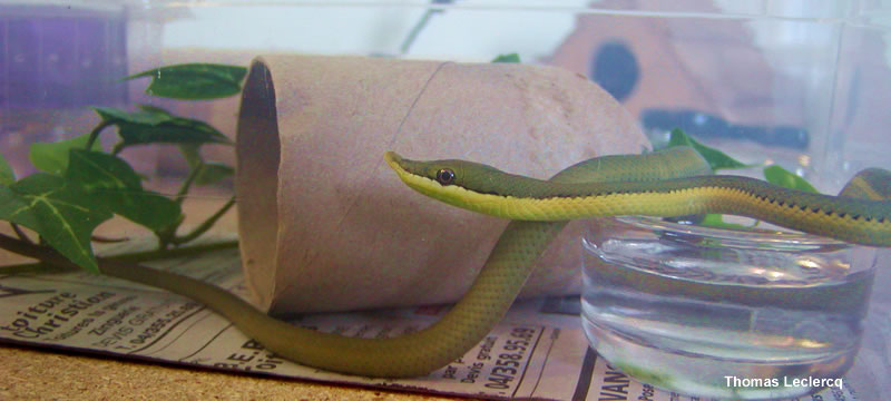Philodryas baroni
