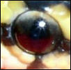 EXTREME close-up of the RED eye of the DH Caramel Glows
